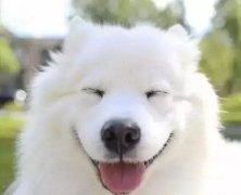 你是什么時候被你家狗撩到的？