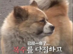 狗子會記仇嗎？