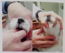狗狗喂藥小技巧！ 華興寵物食品