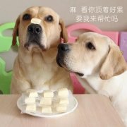 狗狗是否需要補(bǔ)鈣？補(bǔ)鈣應(yīng)注意什么？ 華興寵物