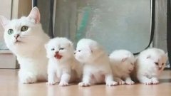 貓咪一生要經歷的六個階段，你家貓處于哪個時期？