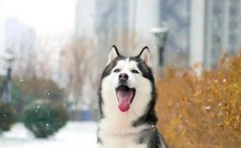 狗狗愛叫怎么辦？這六招，教給你