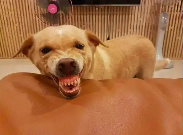 如果你家的狗狗出現以下行為，說明狗狗對你有意見了