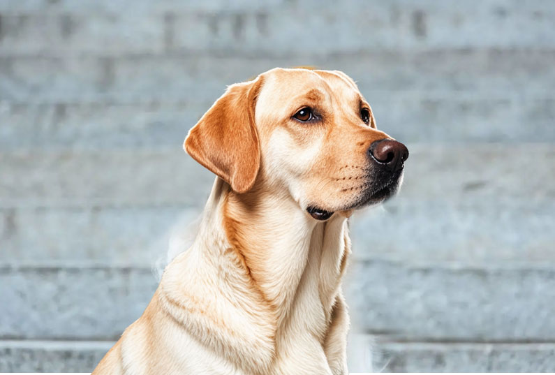 拉布拉多犬好養嗎？看完它的優缺點你就知道了